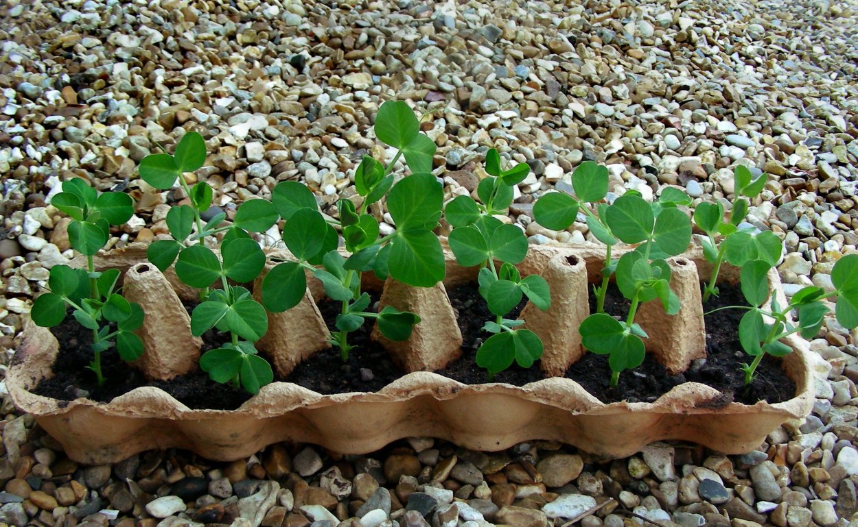 Бобы на грядке