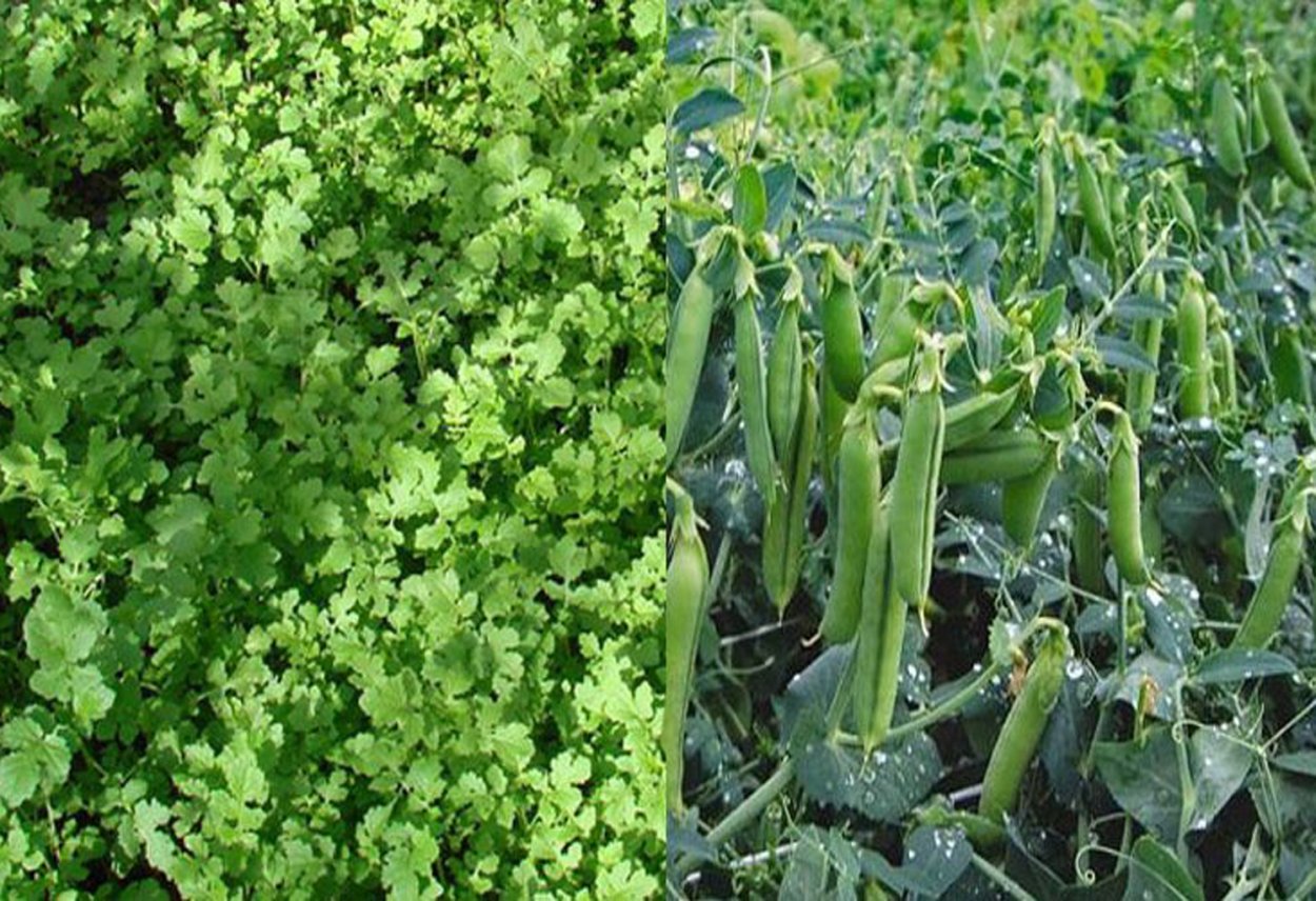 Горох на грядке