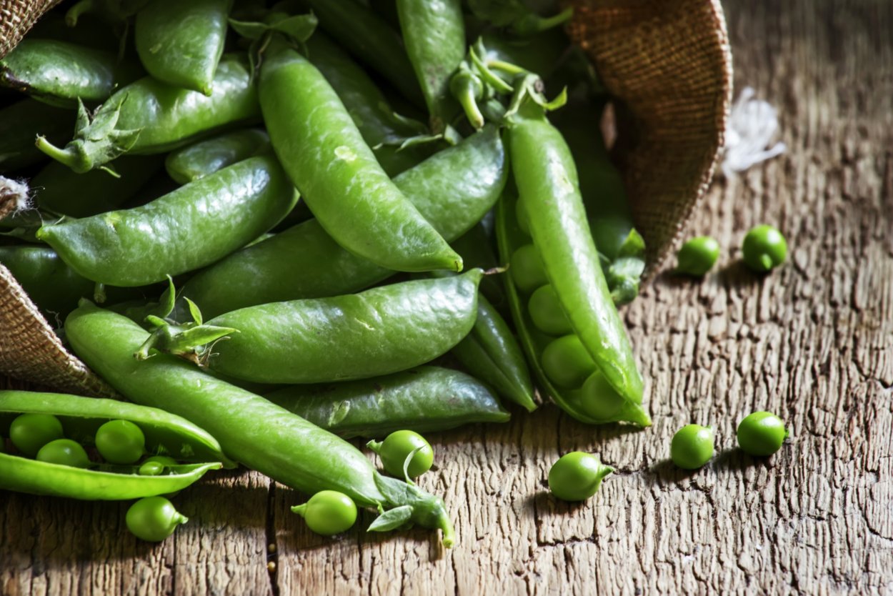 Горох прямостоячий