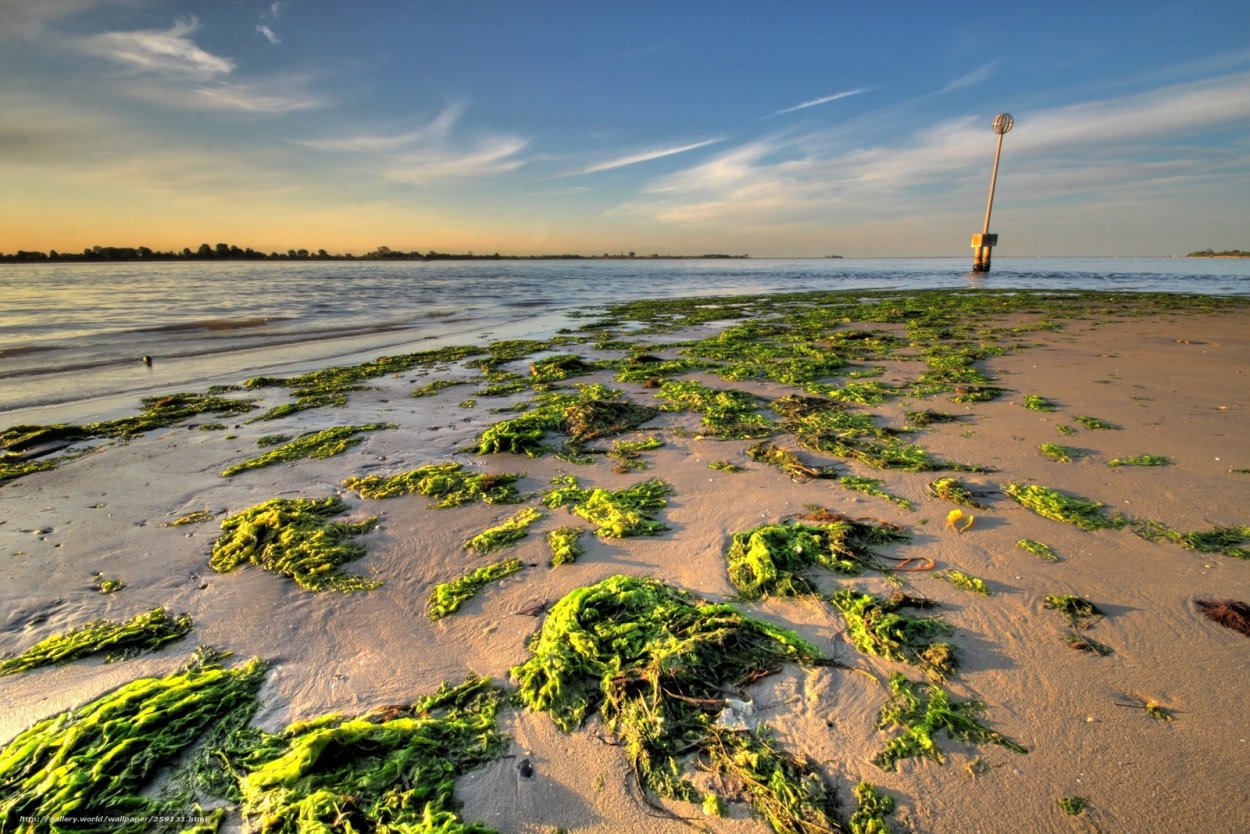 Ламинарии Балтийское море