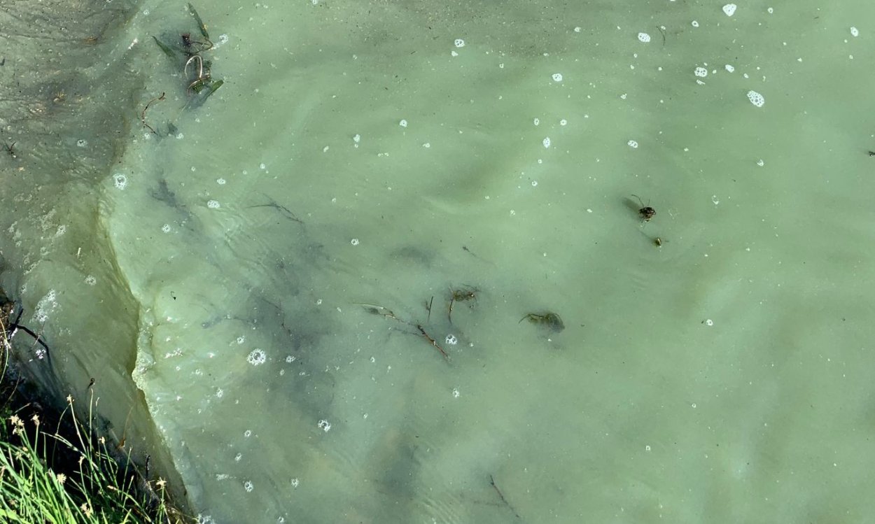 Водоросли под водой