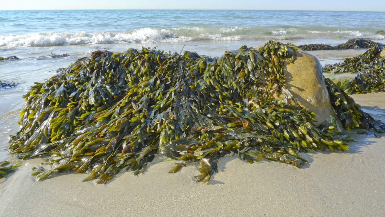 Подводный "лес"(Kelp Forest)