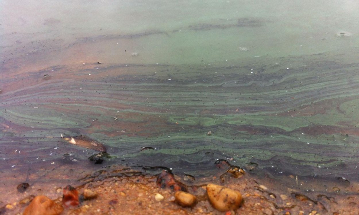Балтийское море сине зеленые водоросли