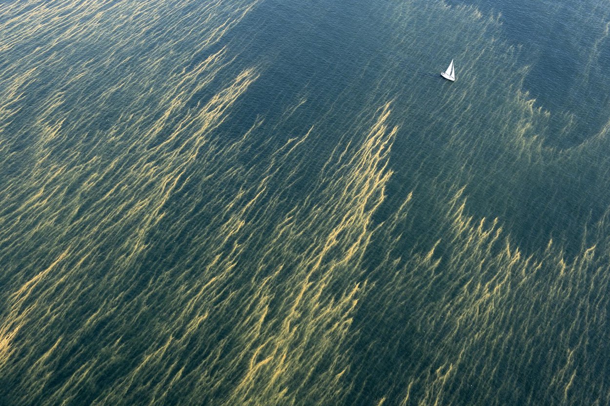 Цветенение Азрвского моря
