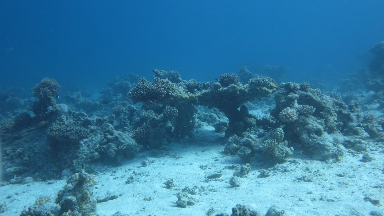 Дальневосточный морской заповедник водоросли Костария