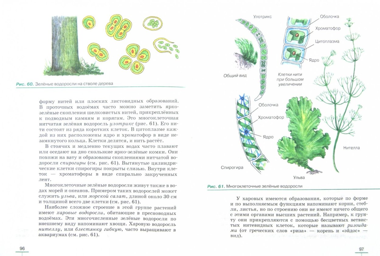 Водоросли стилизация