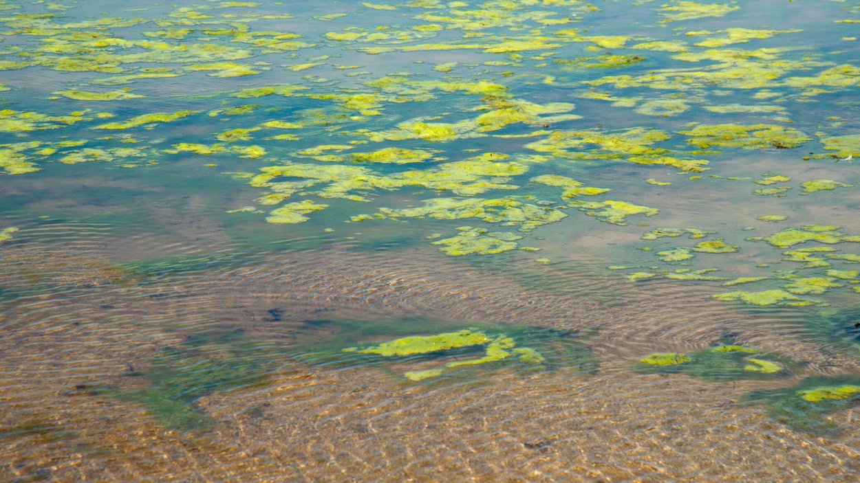 Трава Зостера