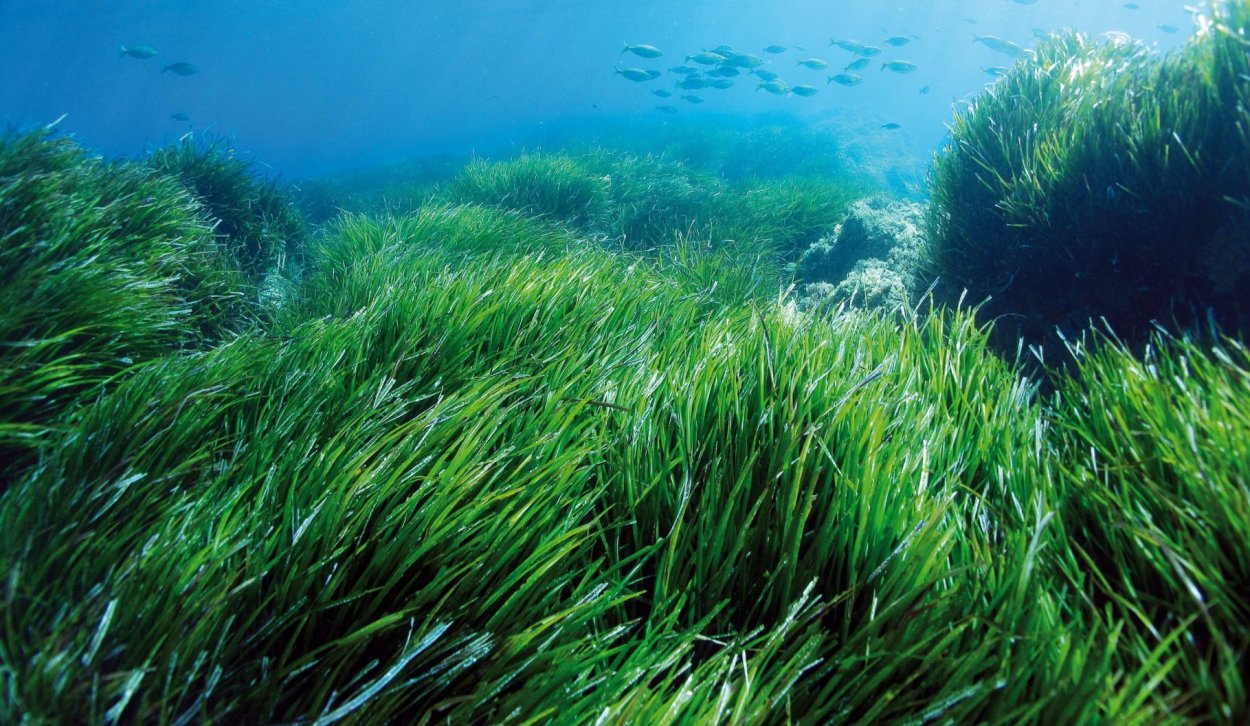 Водоросли Балтийского моря ламинария