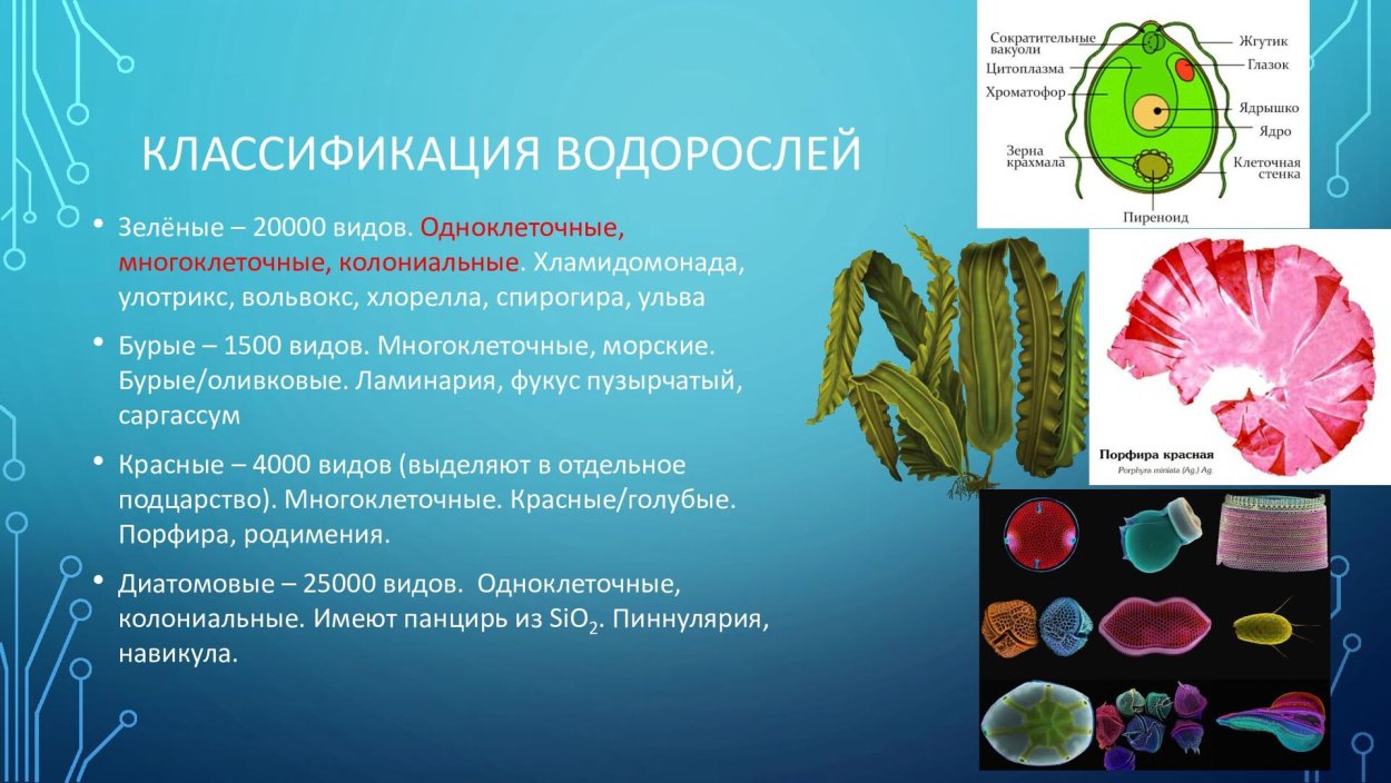 Chlorophyta отдел зелёные водоросли