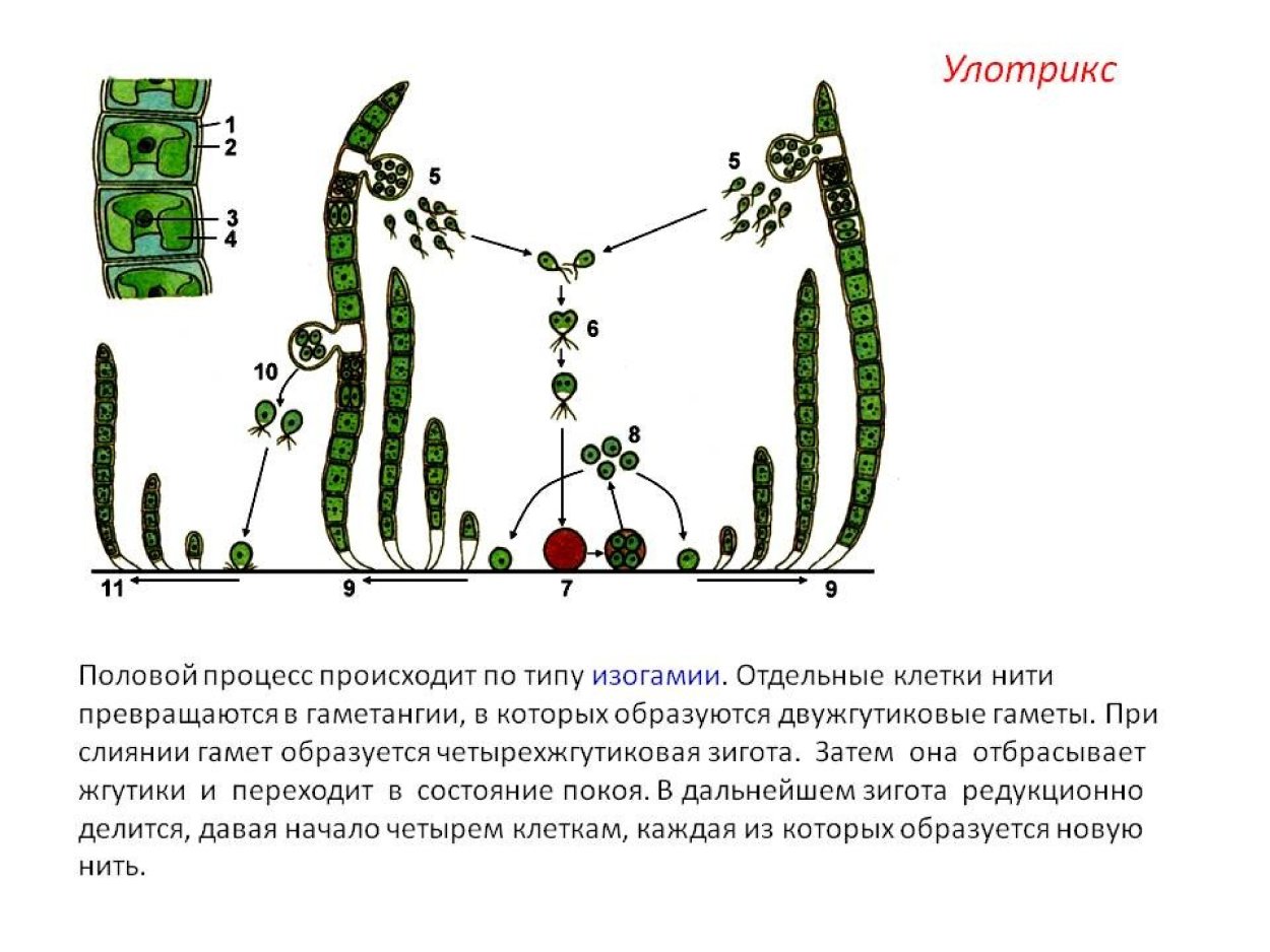 Клетки водорослей биология 6 класс