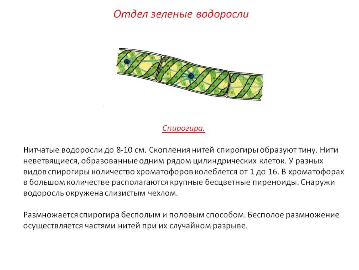 Цикл развития спирогиры рисунок