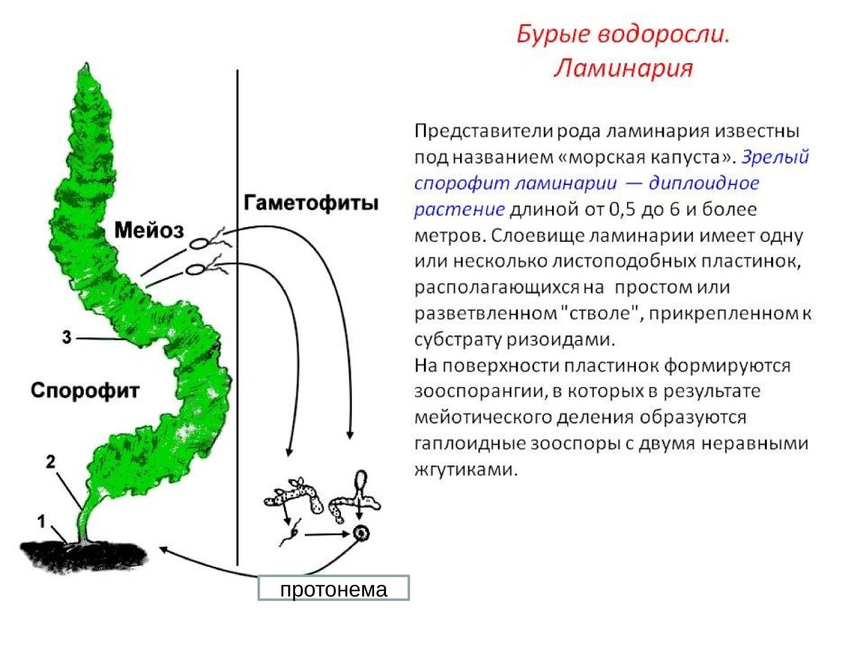Отдел зеленые водоросли спирогира