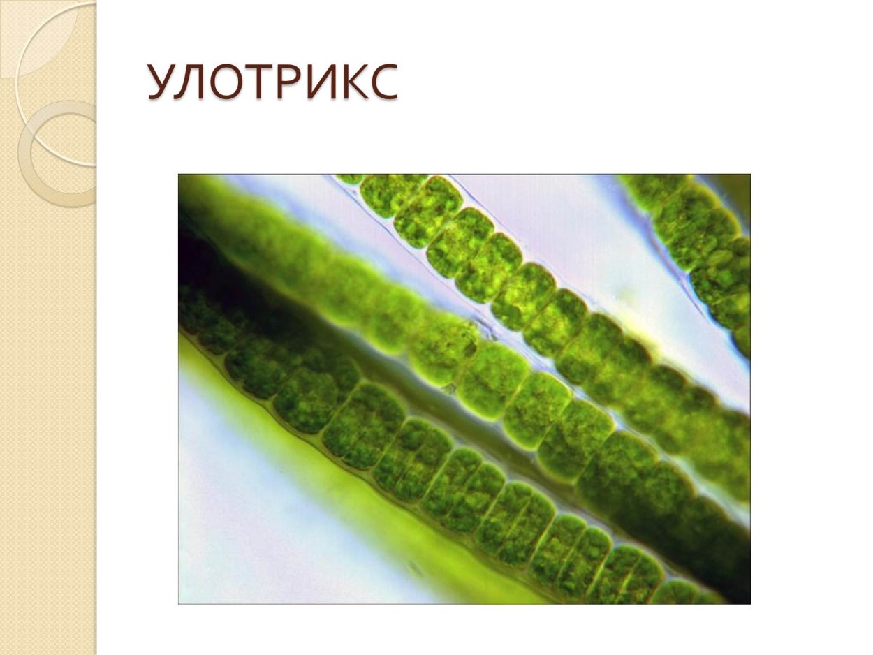 Многоклеточные водоросли улотрикс