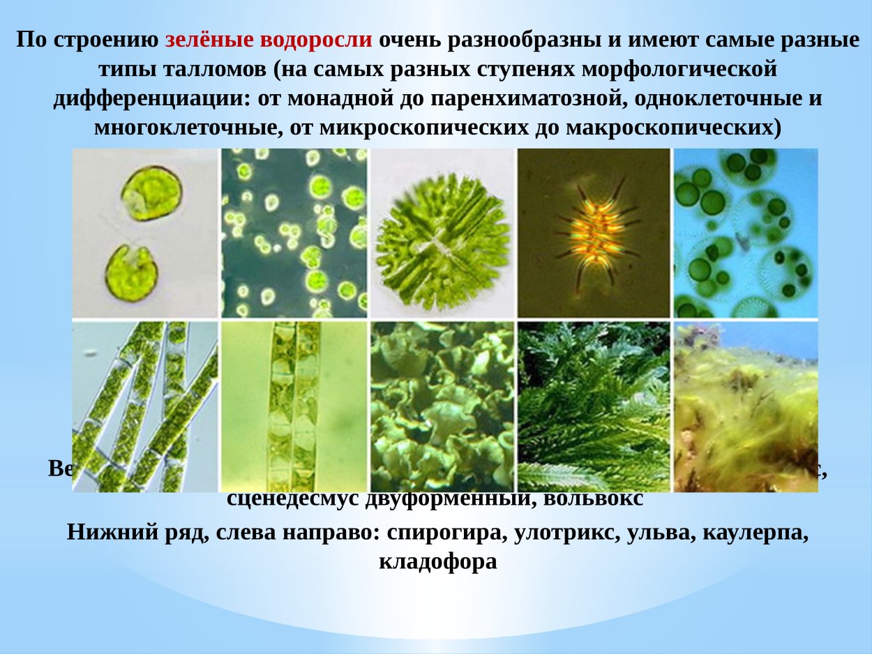 Зеленые водоросли Chlorophyta