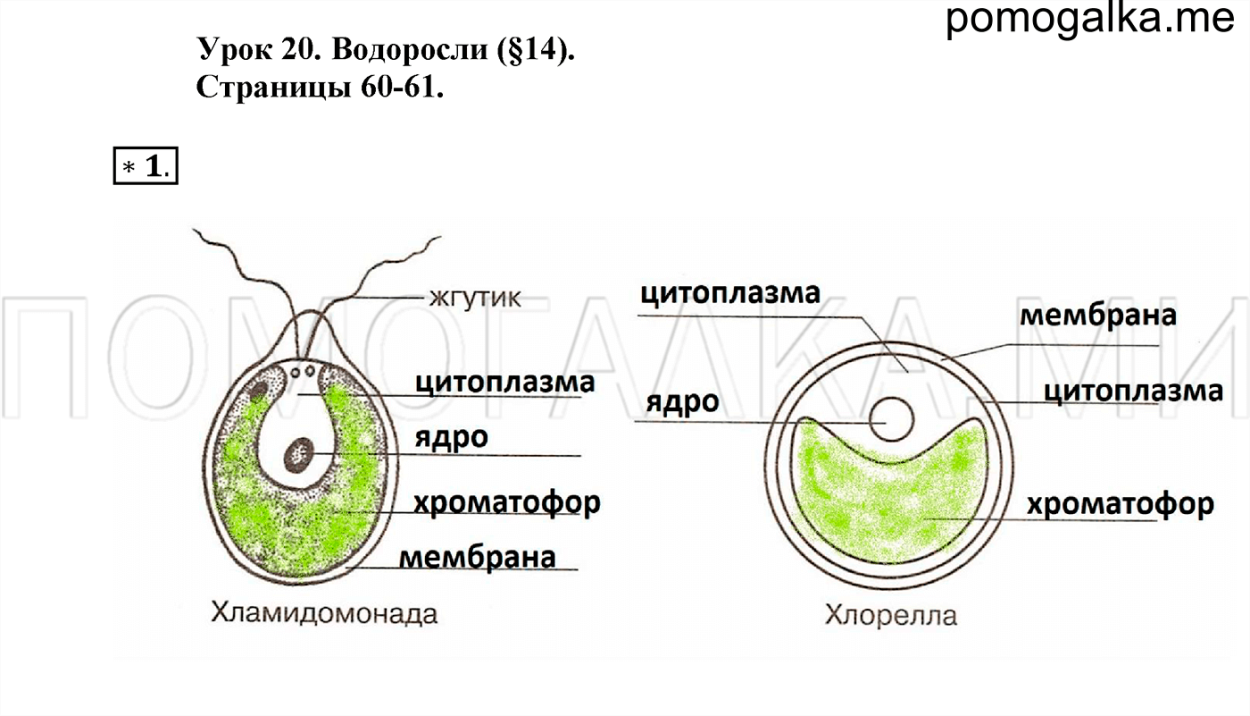 Каулерпа водоросль строение