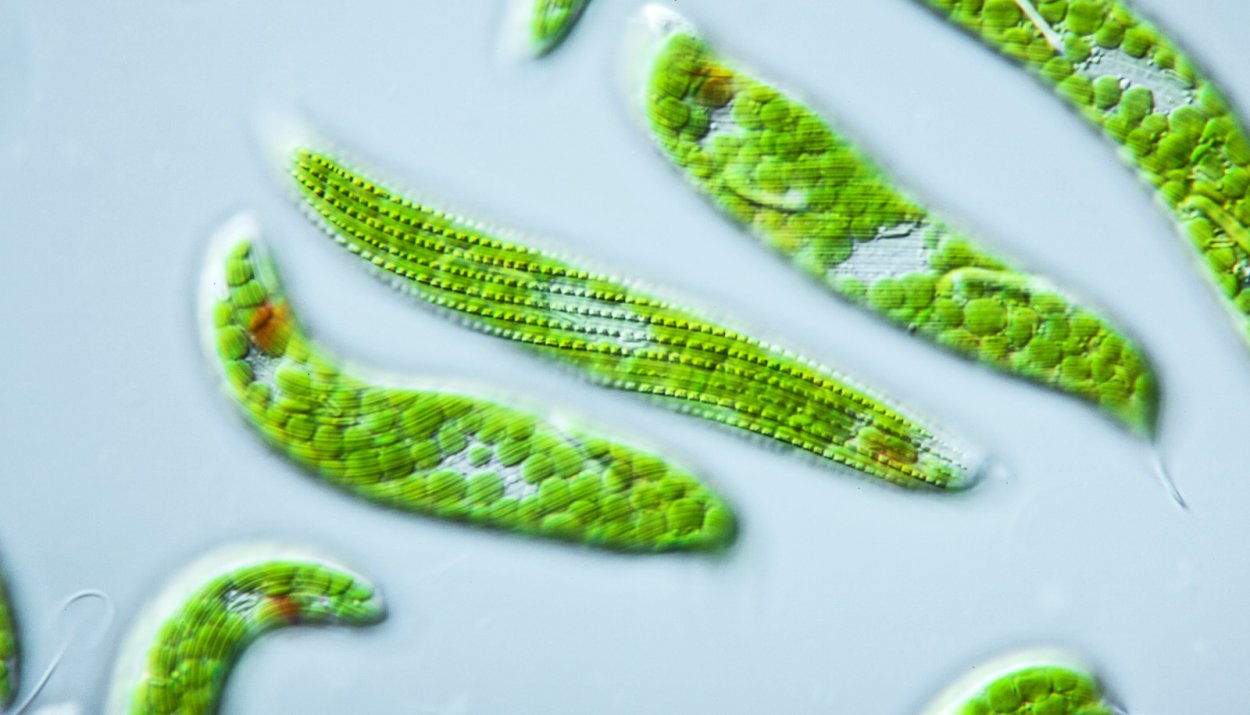 Нитчатая водоросль улотрикс