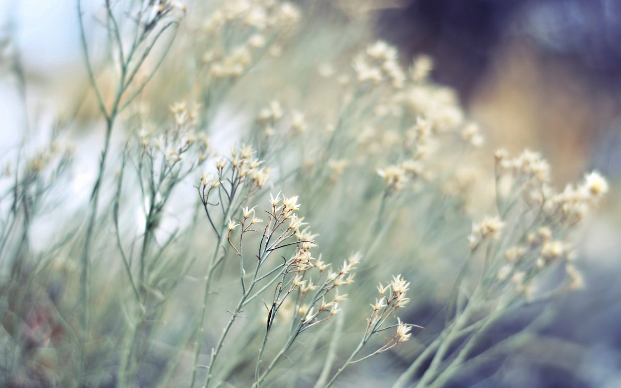 Полынь Каспийская Artemisia caspica