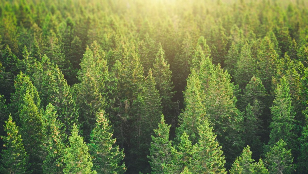 Пихта Сибирская Тайга