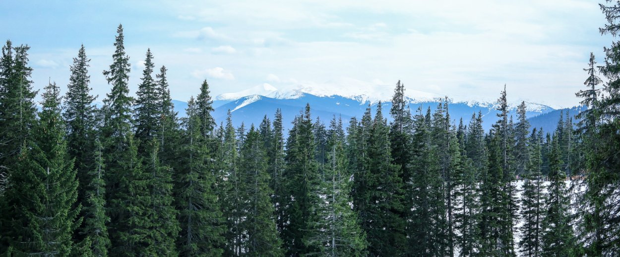 Черника Мурманск