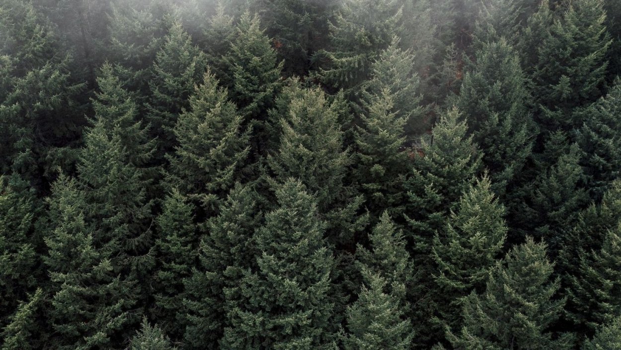 Лес пихта кедр