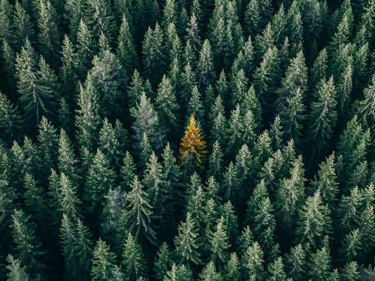 Дремучий хвойный лес Тайга