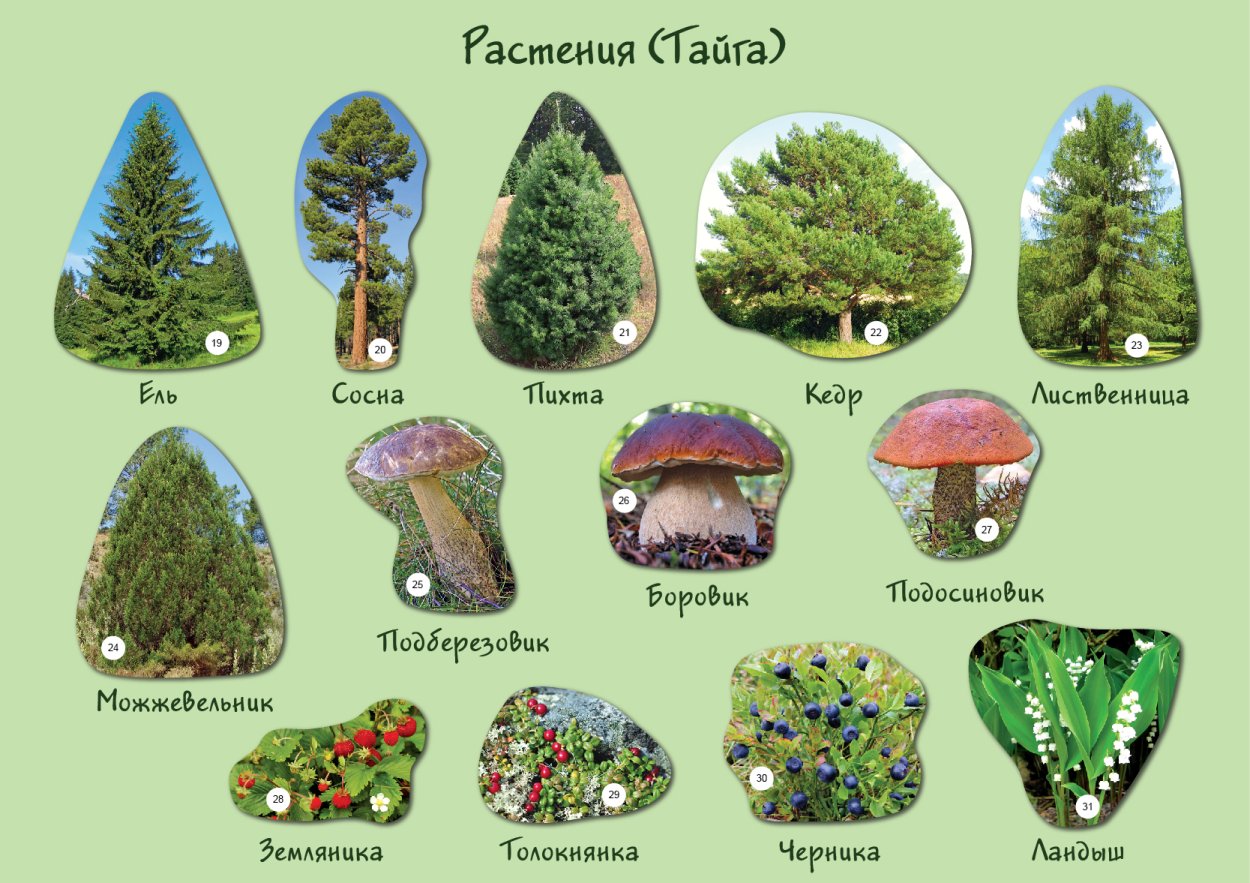 Тайга (хвойные леса)