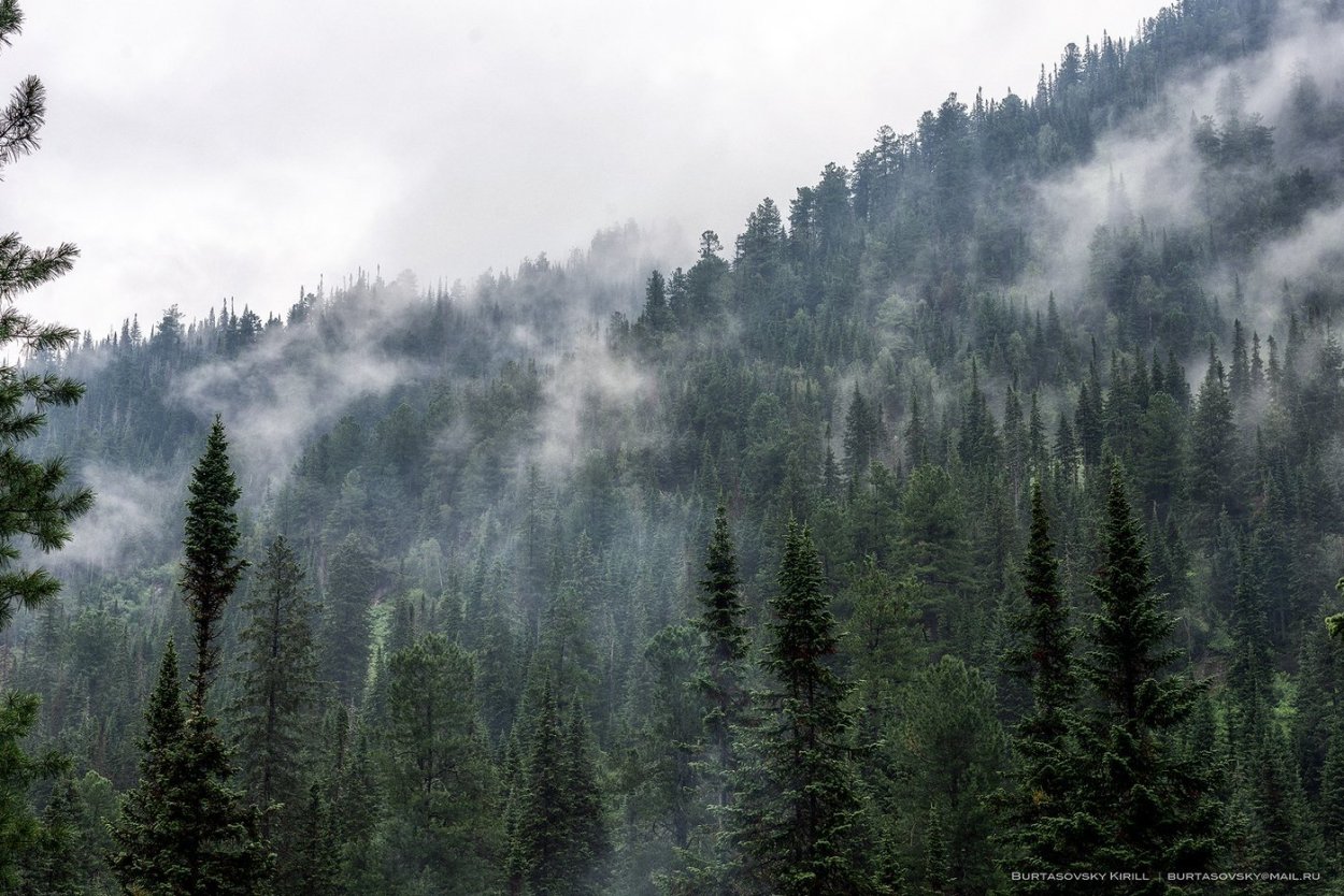 Лес Эстетика