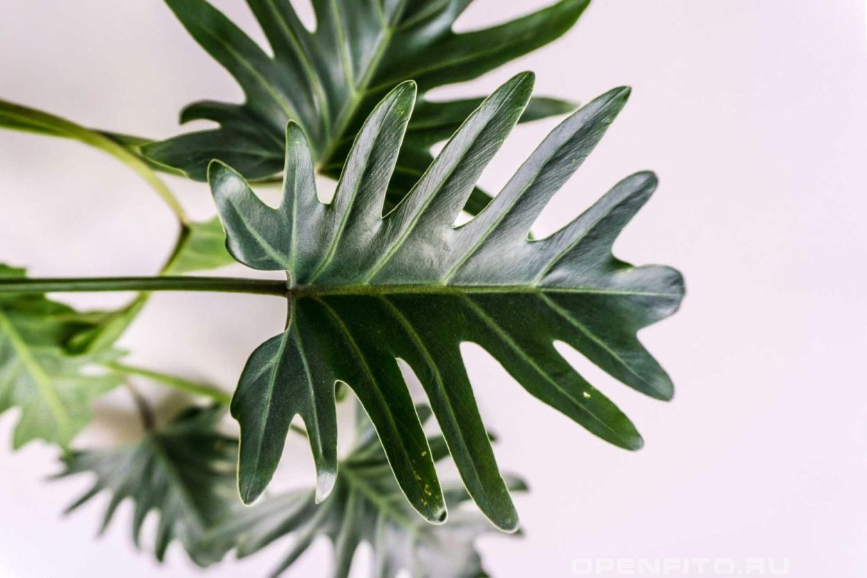 Филодендрон дваждыперистый