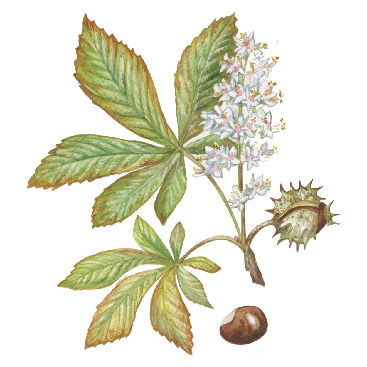 Дуб черешчатый Дубрава