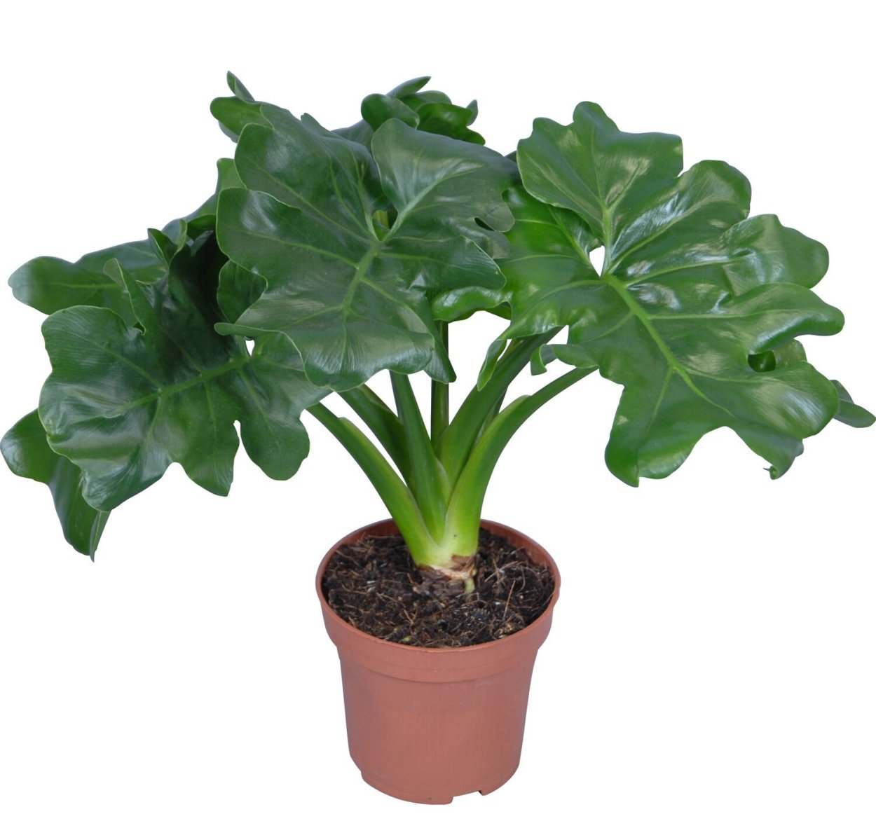 Филодендрон Селло атом