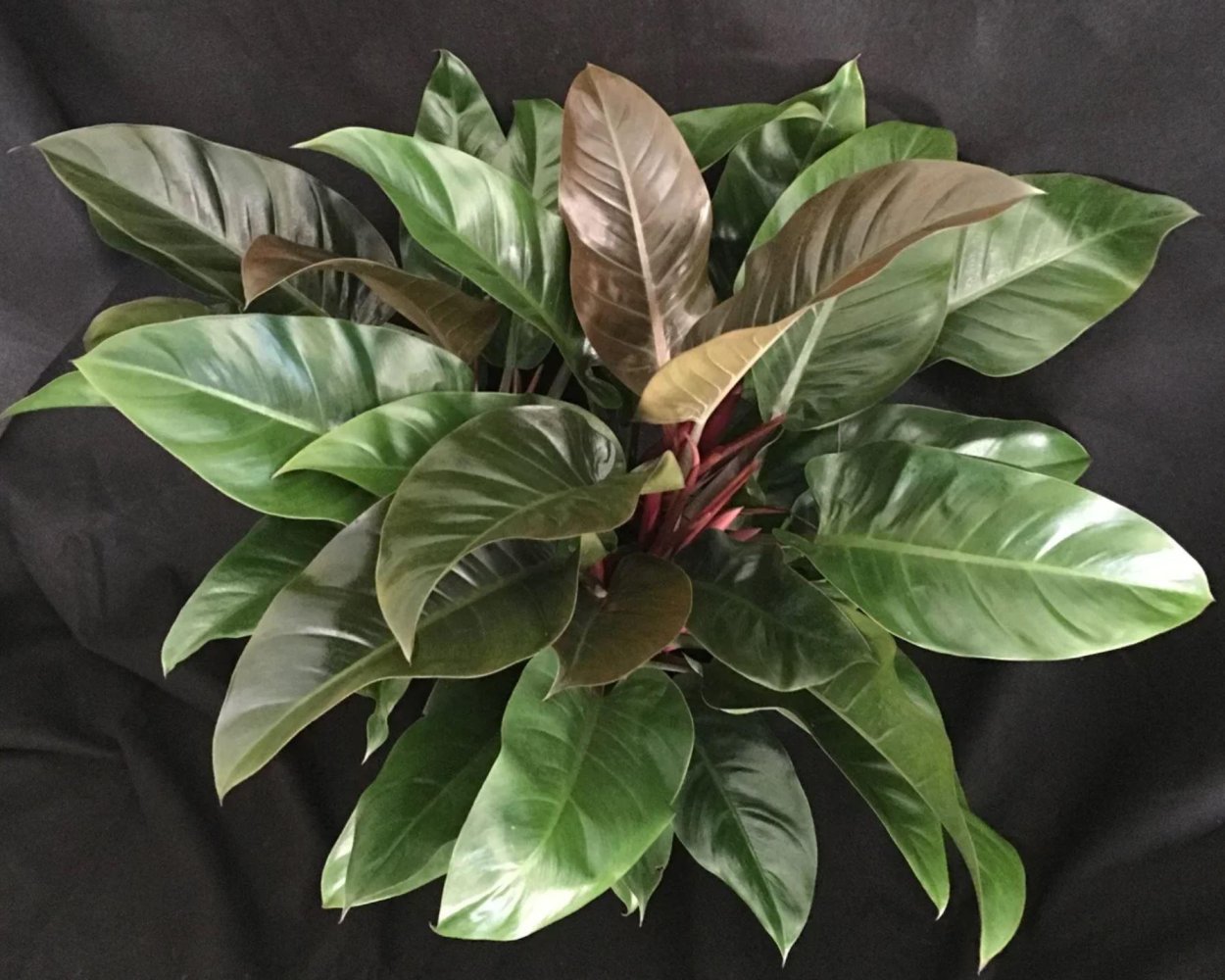 Филодендрон melanochrysum