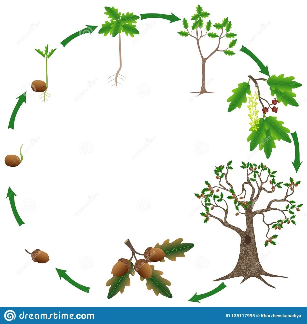 Дубы черешча- тый гербарий