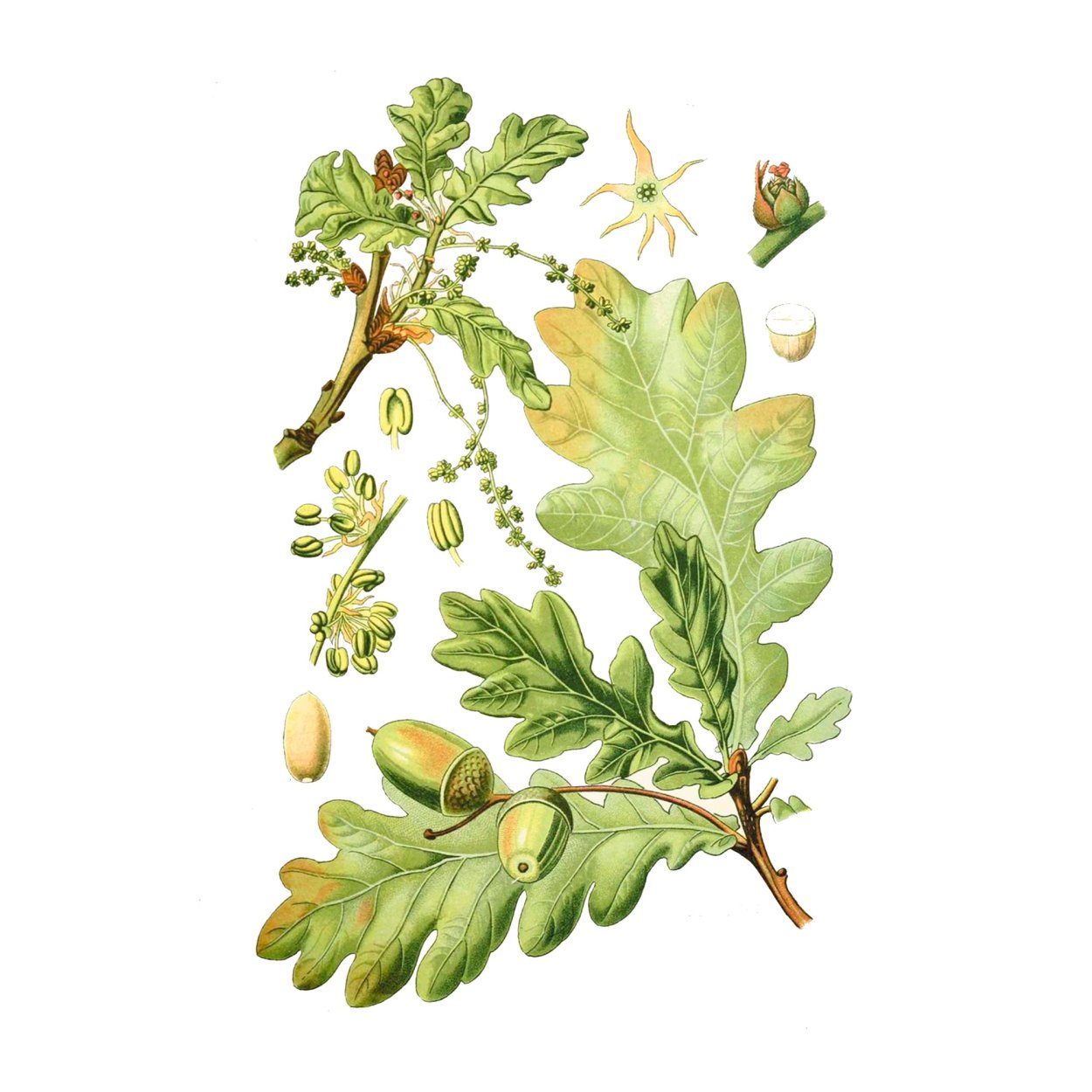 Родовое дерево с корнями