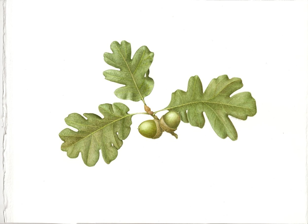 Дуб черешчатый Ботаническая иллюстрация