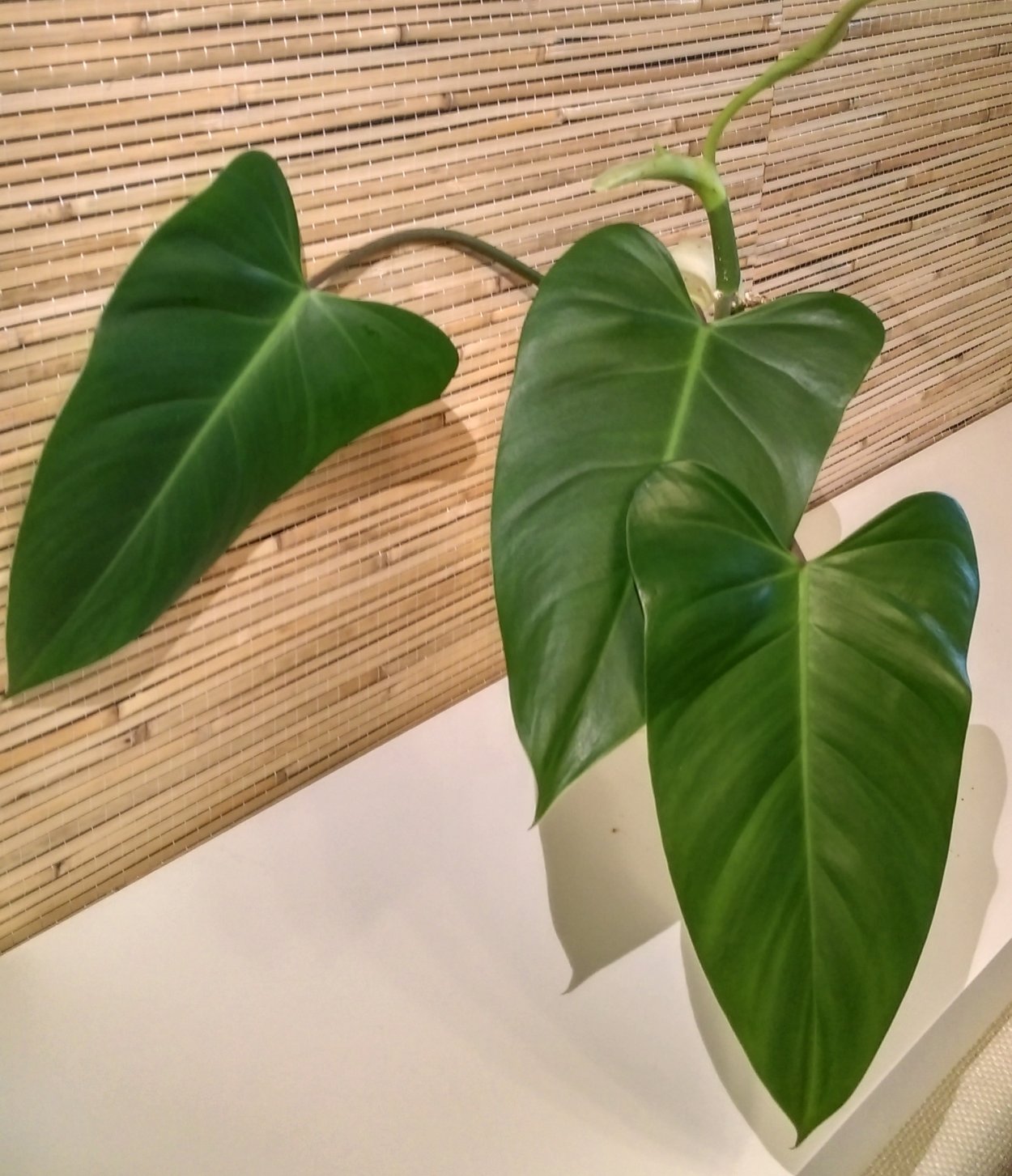 Филодендрон Туксла