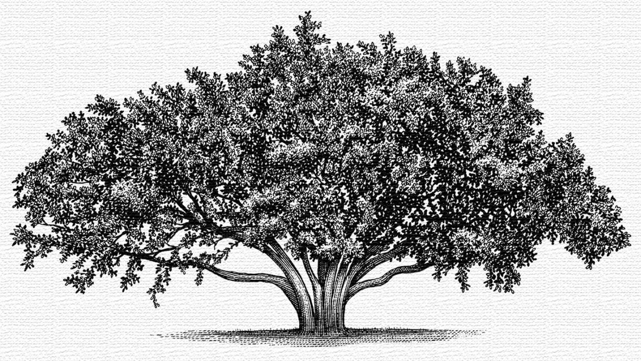 Таблица многообразие растений 5 класс биология