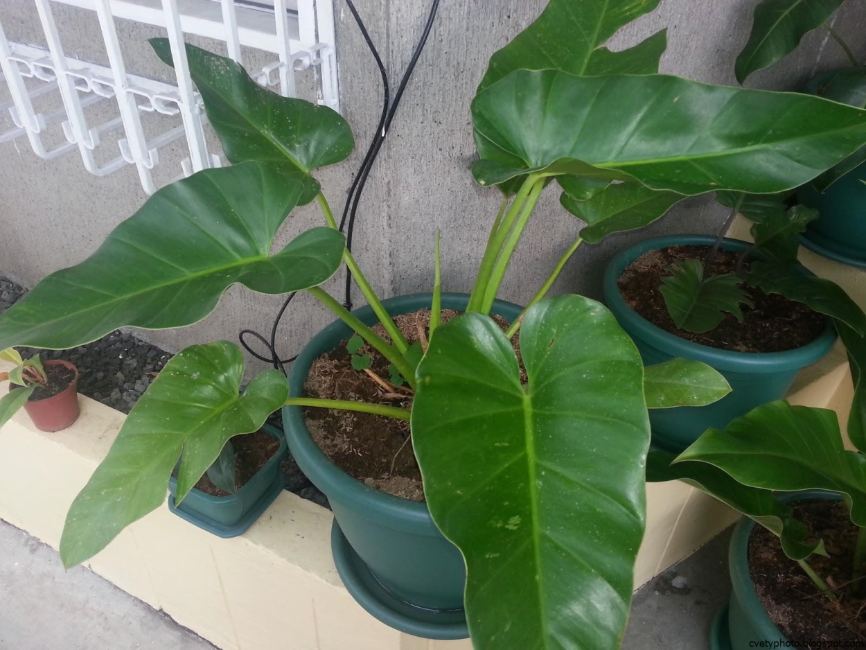 Филодендрон бородавчатый