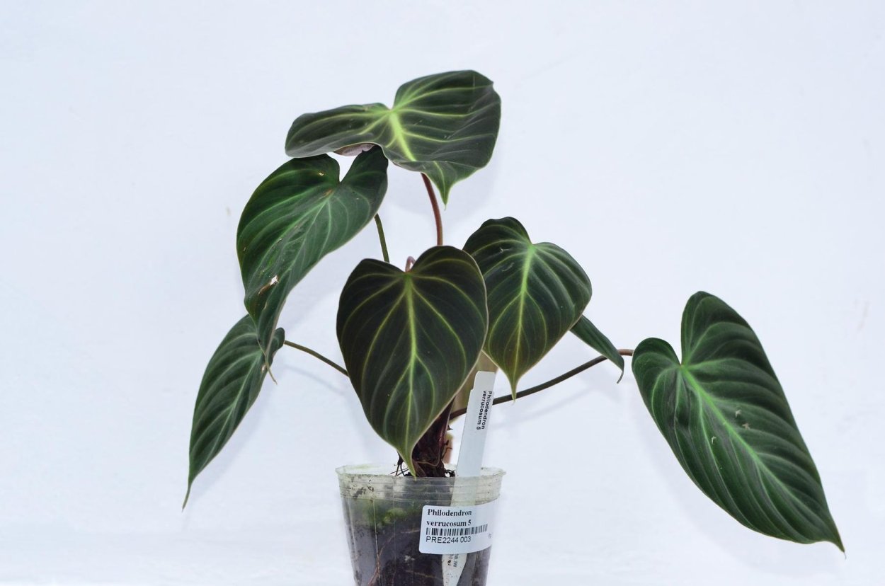 Филодендрон верикоссум
