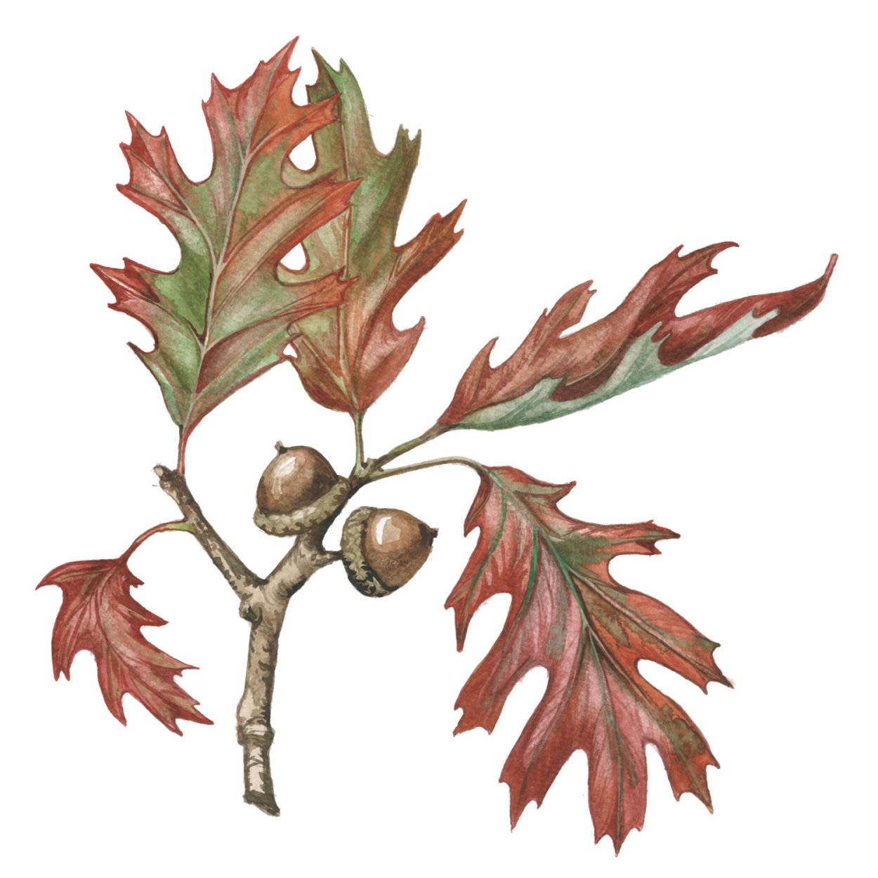 Дуб черешчатый