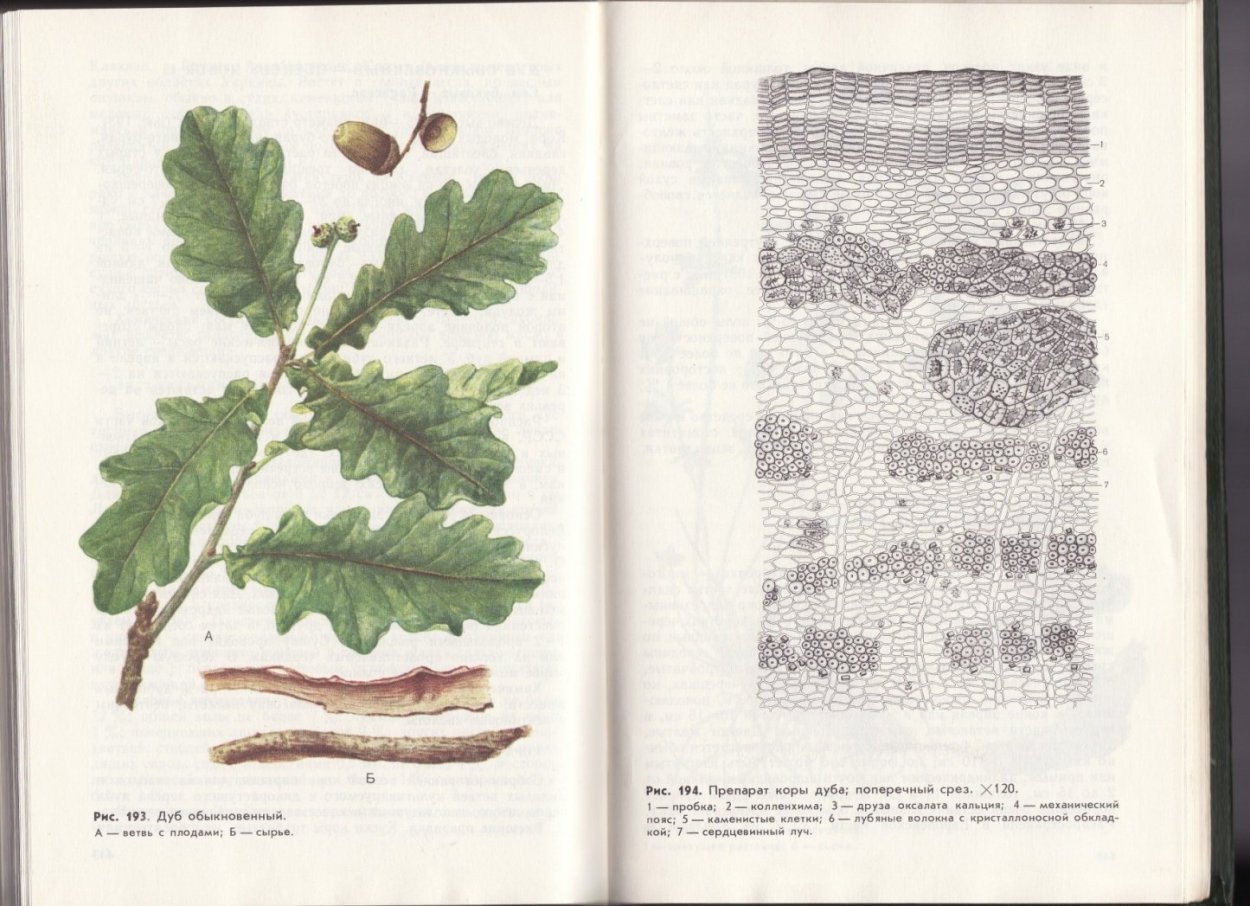 Растительный фон