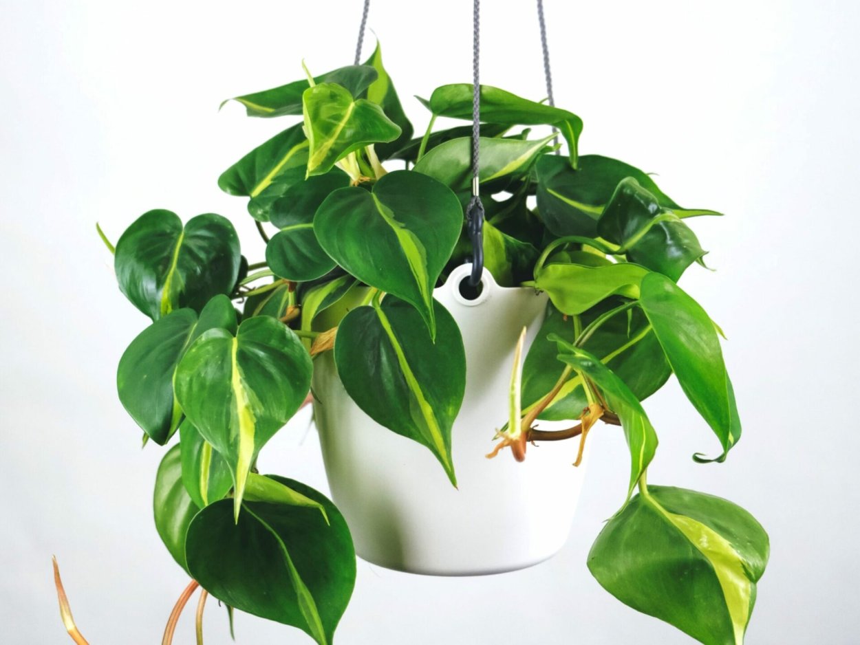 Филодендрон стрелолистный