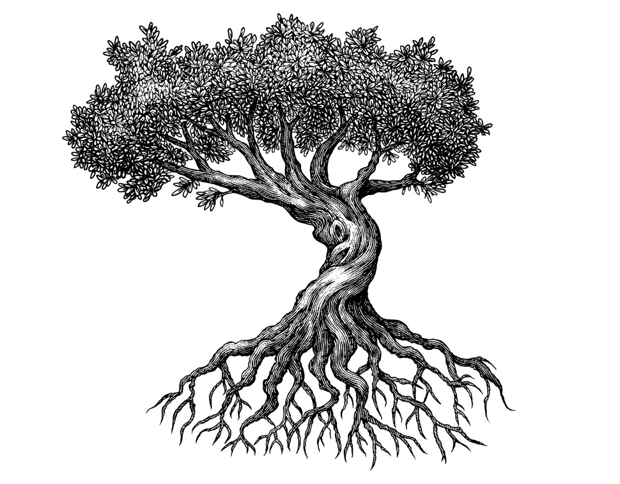 Старинные Ботанические иллюстрации