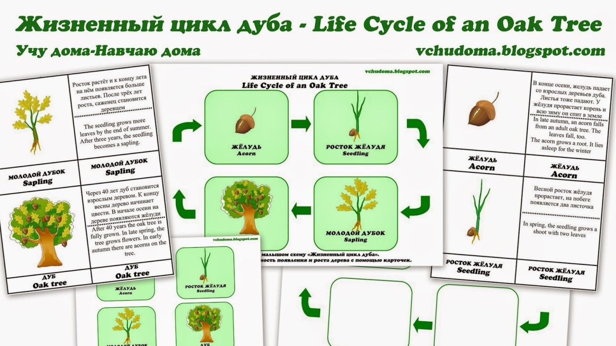 Размножение вегетативными органами схема
