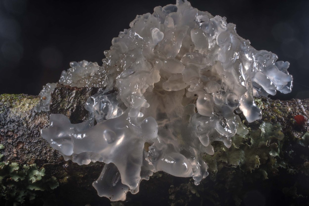 Ледяной гриб тремелла