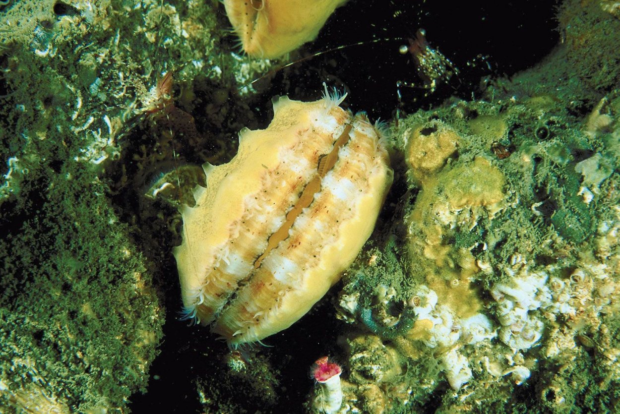 Морской гребешок Дальневосточный