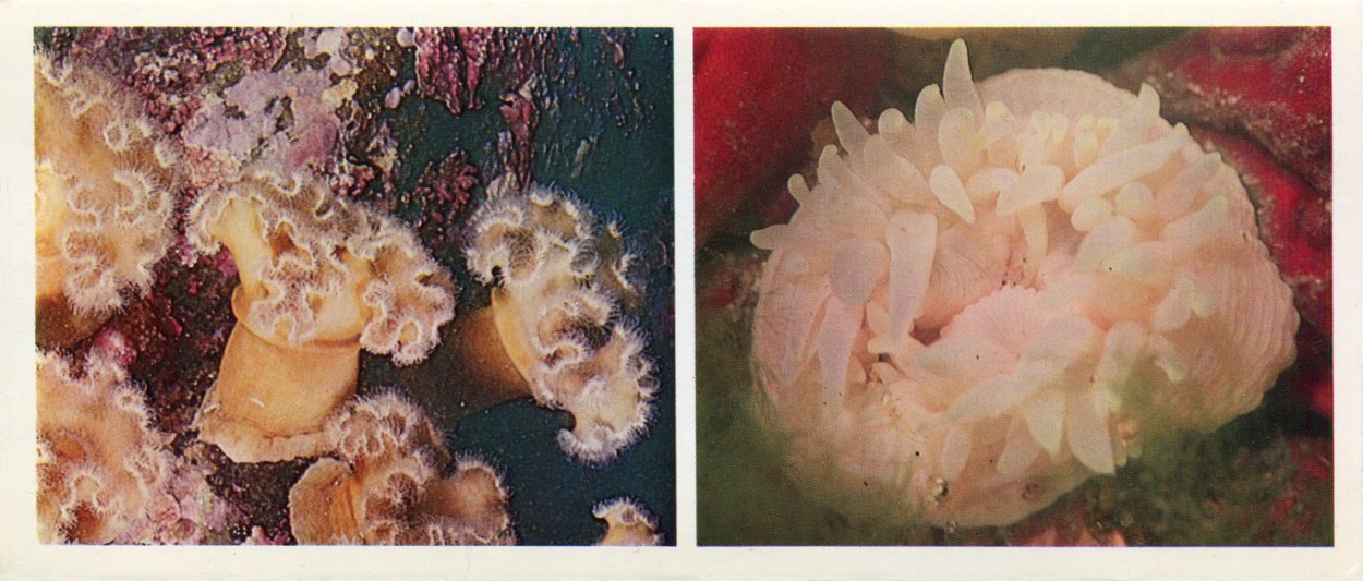 Моллюск Королевский гребешок