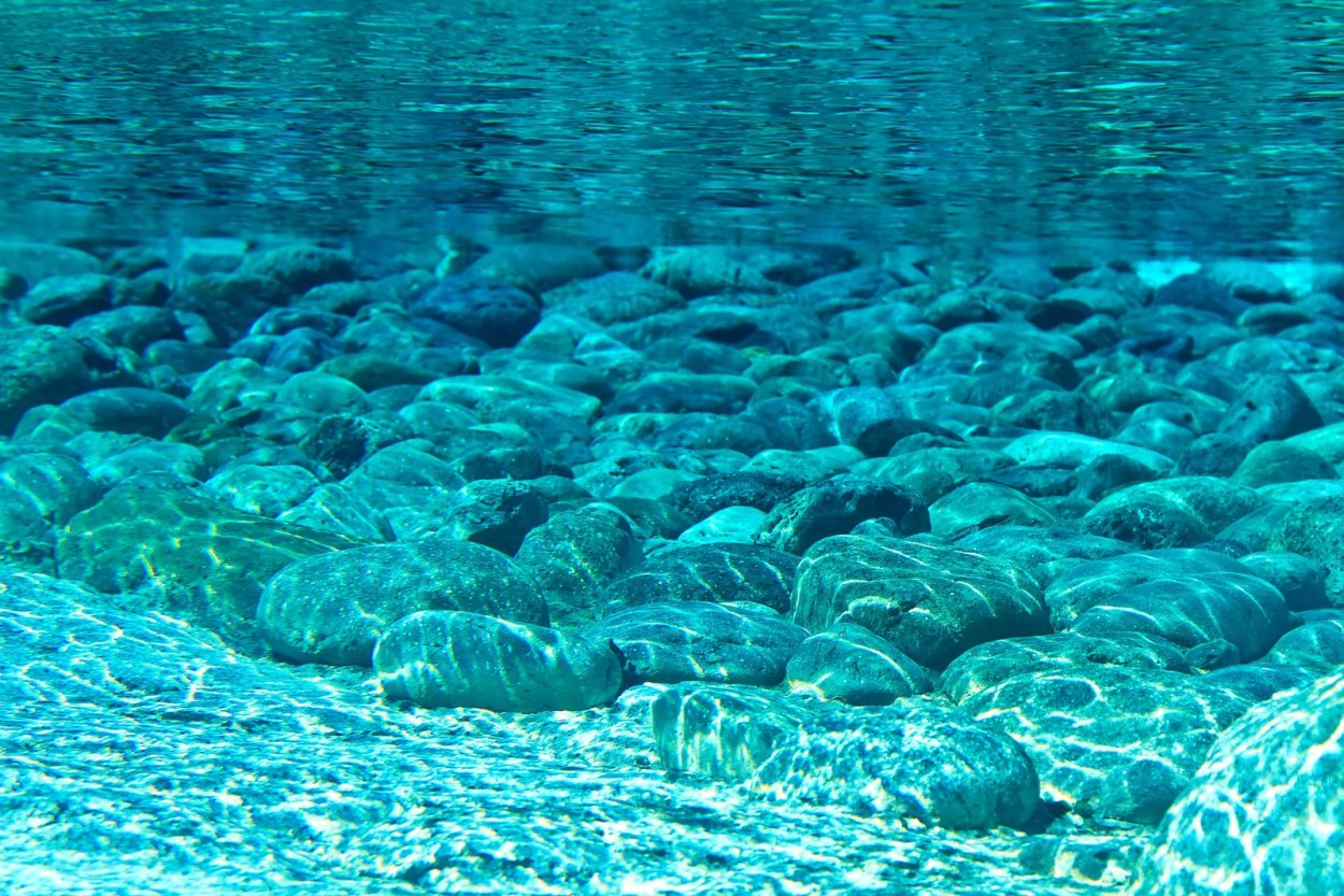 Морская жизнь морских гребешков