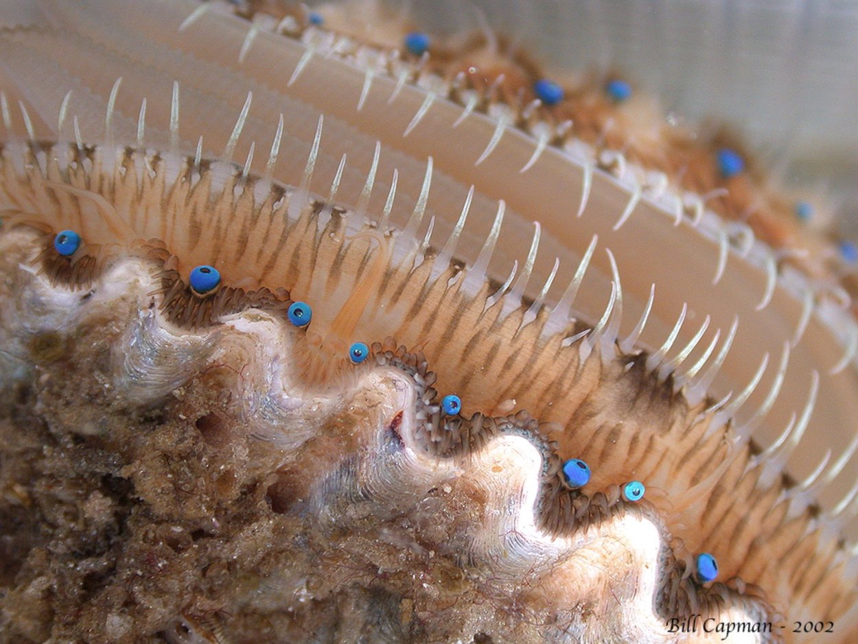 Кокиль сен Жак