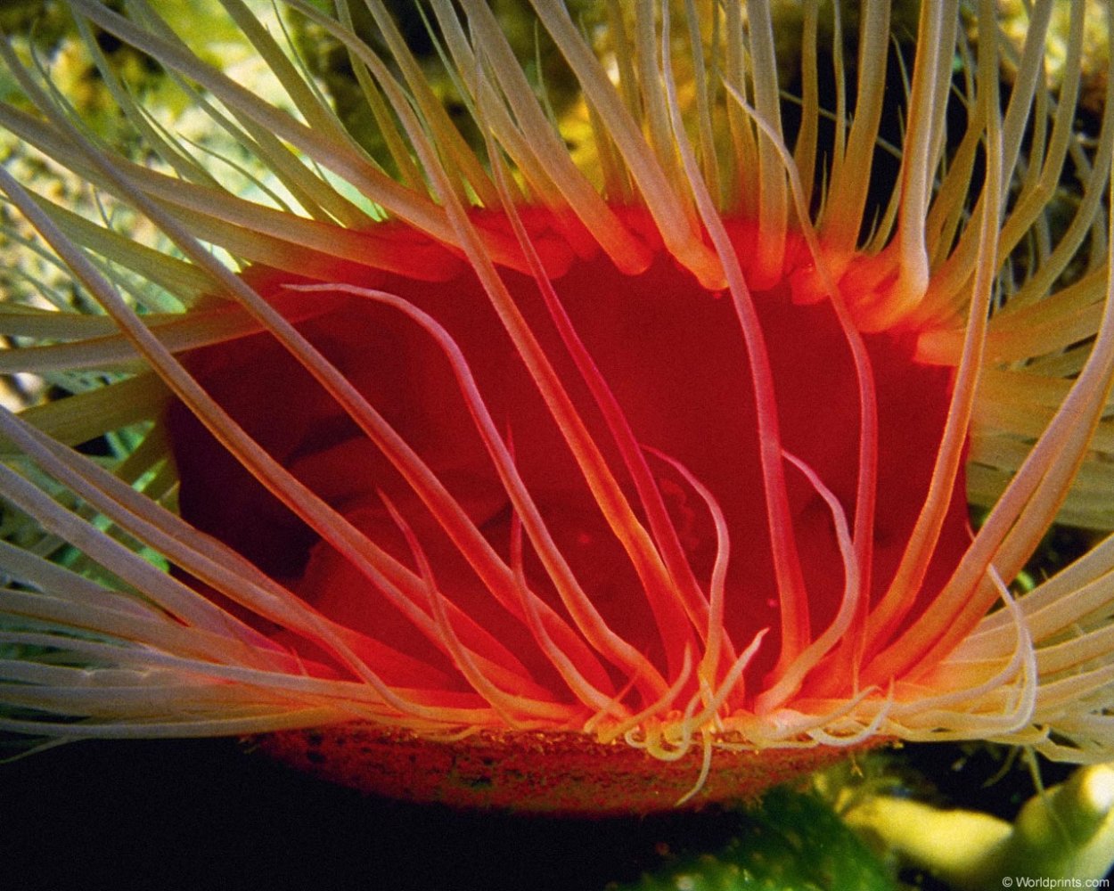 Жареные гребешки