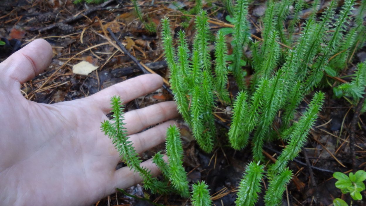 Плаун булавовидный (Lycopodium clavatum)